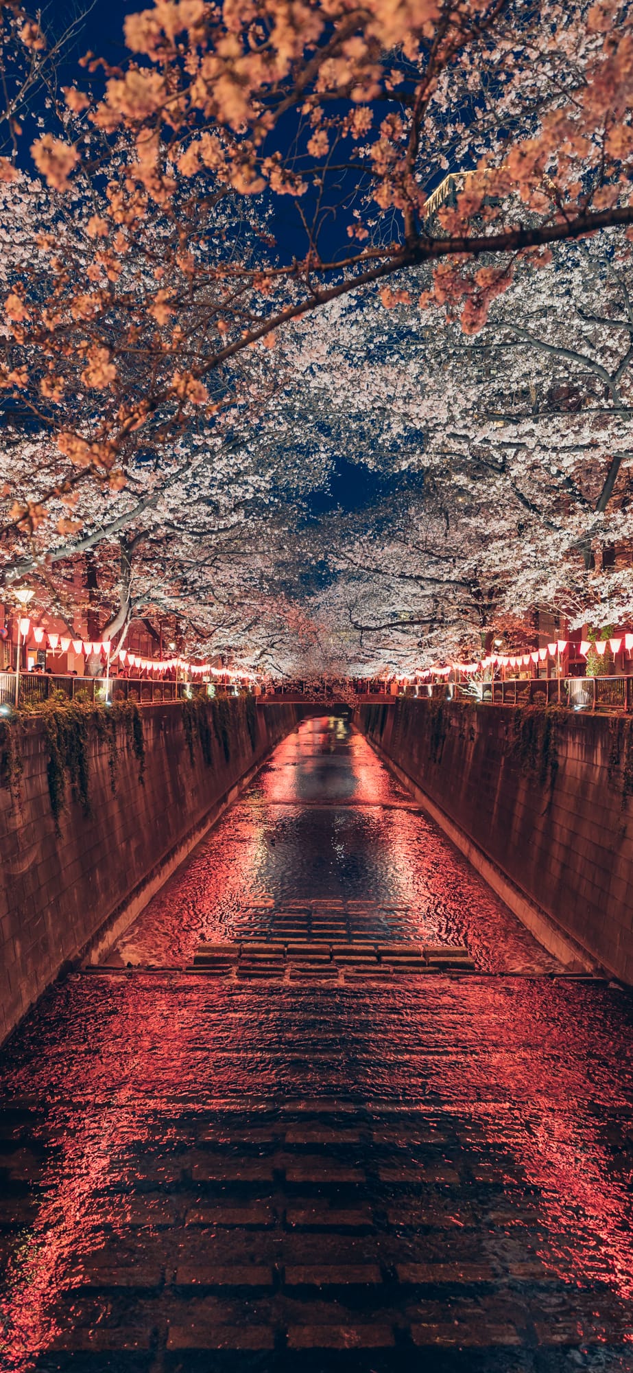 Cherry blossoms illuminated at night on the Meguro River（Free smartphone wallpaper）