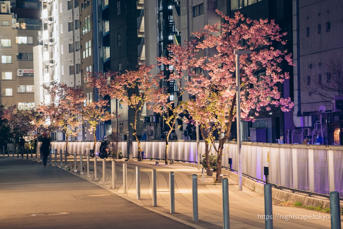 渋谷リバーストリートに咲く河津桜