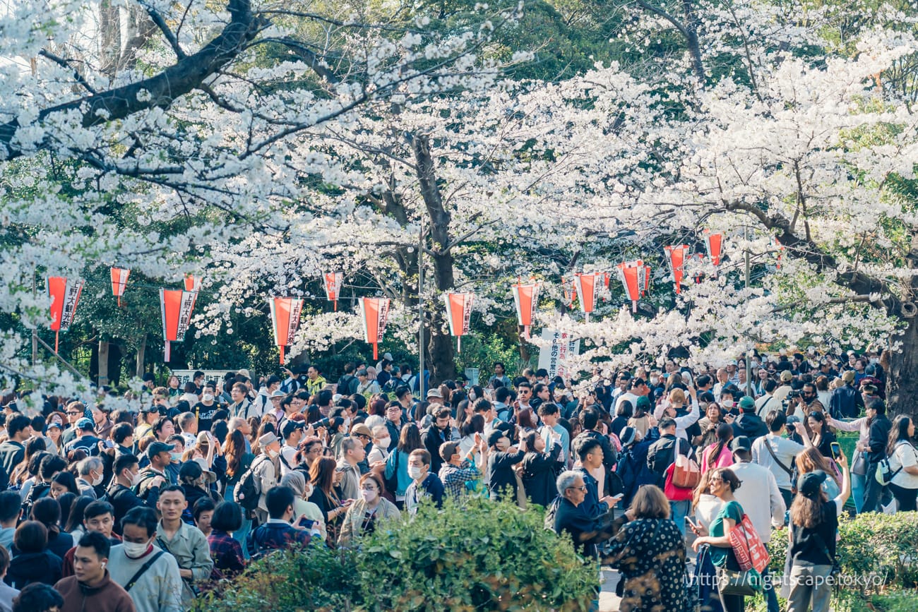 桜を楽しむ観光客